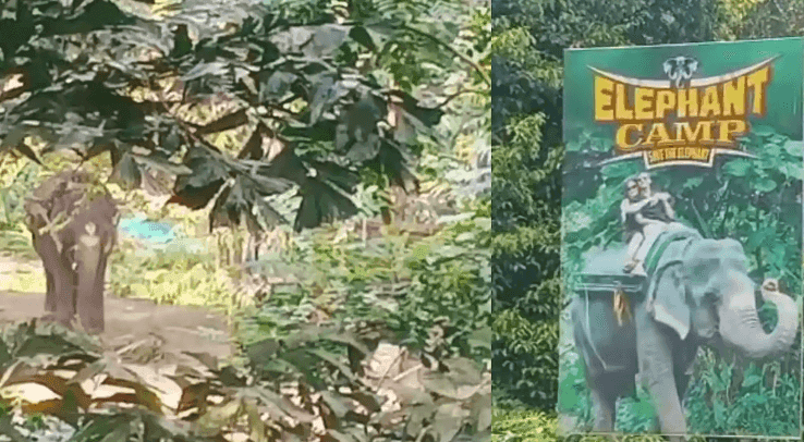 ഇടുക്കിയിലെ ആന സവാരി കേന്ദ്രങ്ങൾ പ്രവർത്തിക്കുന്നത് ഹൈക്കോടതി ഉത്തരവ് ലംഘിച്ച്: കോടതിയലക്ഷ്യ ഹർജിയുമായി ഗ്രീൻ കെയർ കേരള
