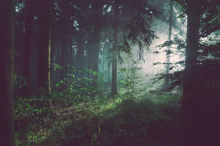 കാടുകാത്ത് സമ്പന്നരായ കോസ്റ്റാറിക്ക; ലോകം പഠിക്കേണ്ട പരിസ്ഥിതി അത്ഭുതം!