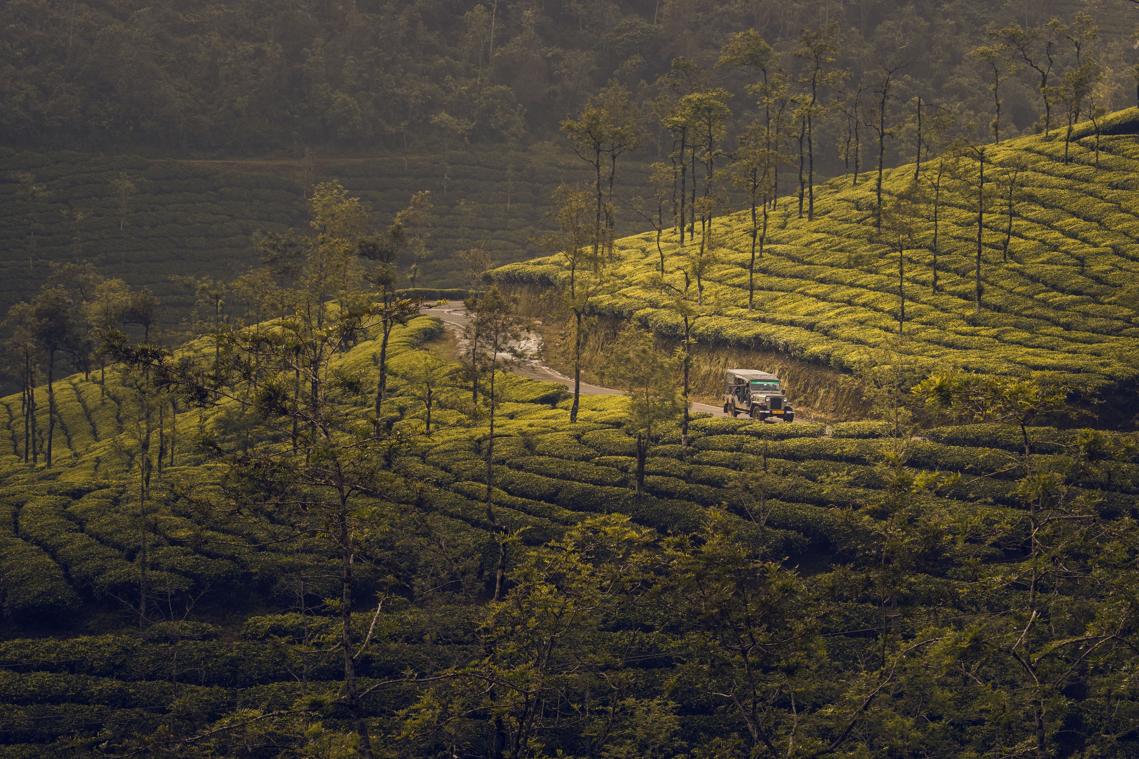 മൂന്നാർ തേയില ഉത്സവത്തിന് റെക്കോർഡ് സഞ്ചാരി തിരക്ക്